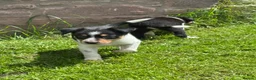 Border Collie dogs for sale: Border collie pups ready to leave now - Advert 26