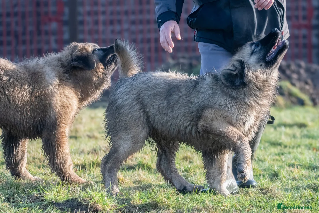 Caucasian Shepherd Dog dogs for sale: Caucasian Shepherd ( Caucasian Ovcharka ) RKC regg - Advert 9