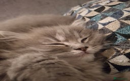 British Longhair cats for sale: 5 x beautiful BLH kittens for sale - Advert 29