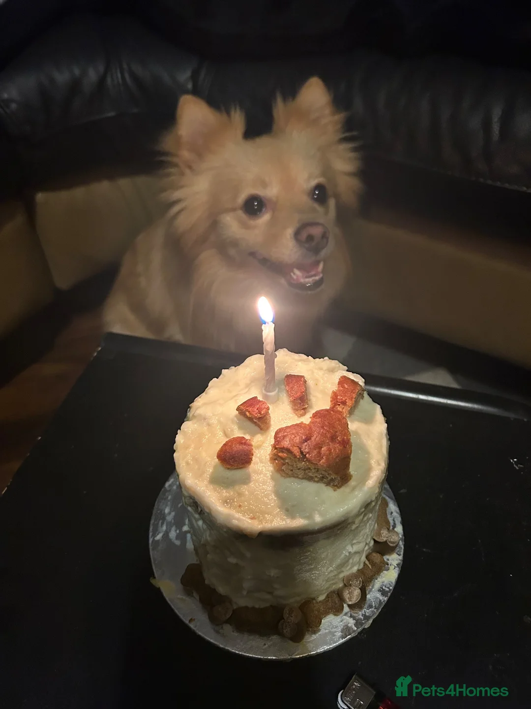 Pomeranian dogs for stud: 3 year old fox faced Pomeranian boy for stud - Advert 2