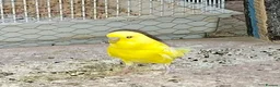Budgerigars birds for sale: Baby budgies for sale  - Advert 3