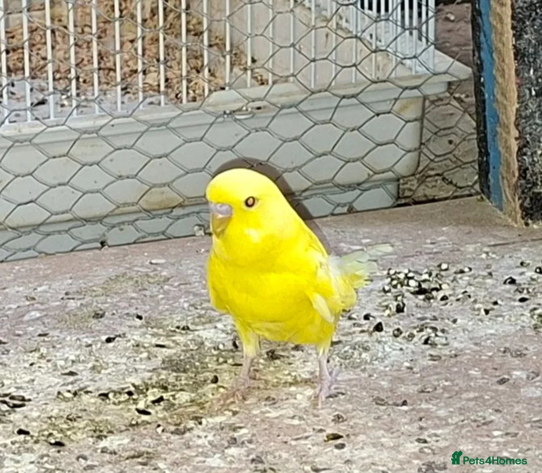 Budgerigars birds for sale: Baby budgies for sale  - Advert 3