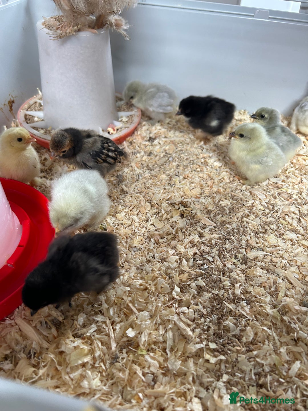 Chickens poultry for sale: Mixed unsexed Pekin chick day olds  - Image 4