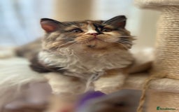 British Longhair cats for sale: Champion line PEDIGREE BLH/BSH kittens 🩵🩷💙 - Image 10