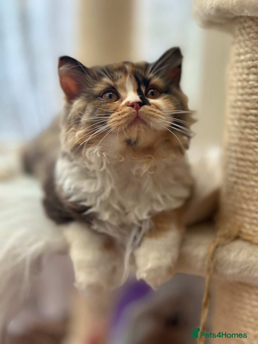 British Longhair cats for sale: Champion line PEDIGREE BLH/BSH kittens 🩵🩷💙 - Image 10