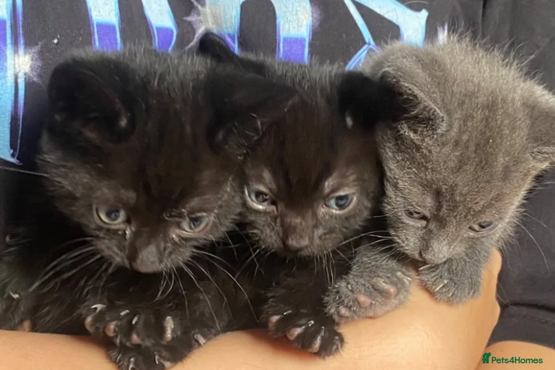 Mixed Breed cats for sale: 3 Beautiful Kittens For Sale - Advert 2
