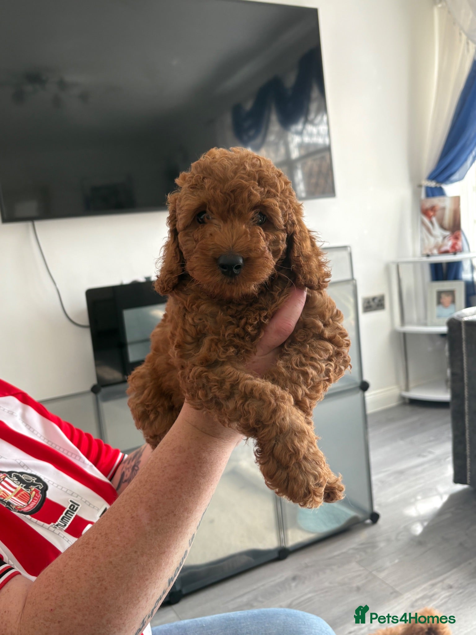 Cockapoo dogs Cockapoo puppies  - Advert 6