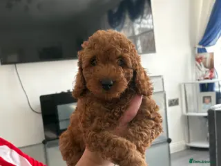 Cockapoo dogs Cockapoo puppies - Advert 6