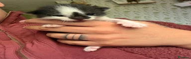 Ragdoll Kitten 3