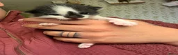 Ragdoll cats for sale: Ragdoll X Bombay in Stockbridge - Advert 2