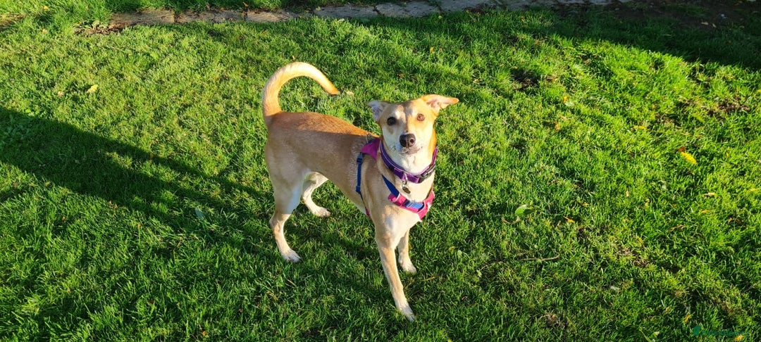 Lurcher dogs for adoption: Sara  - Image 3