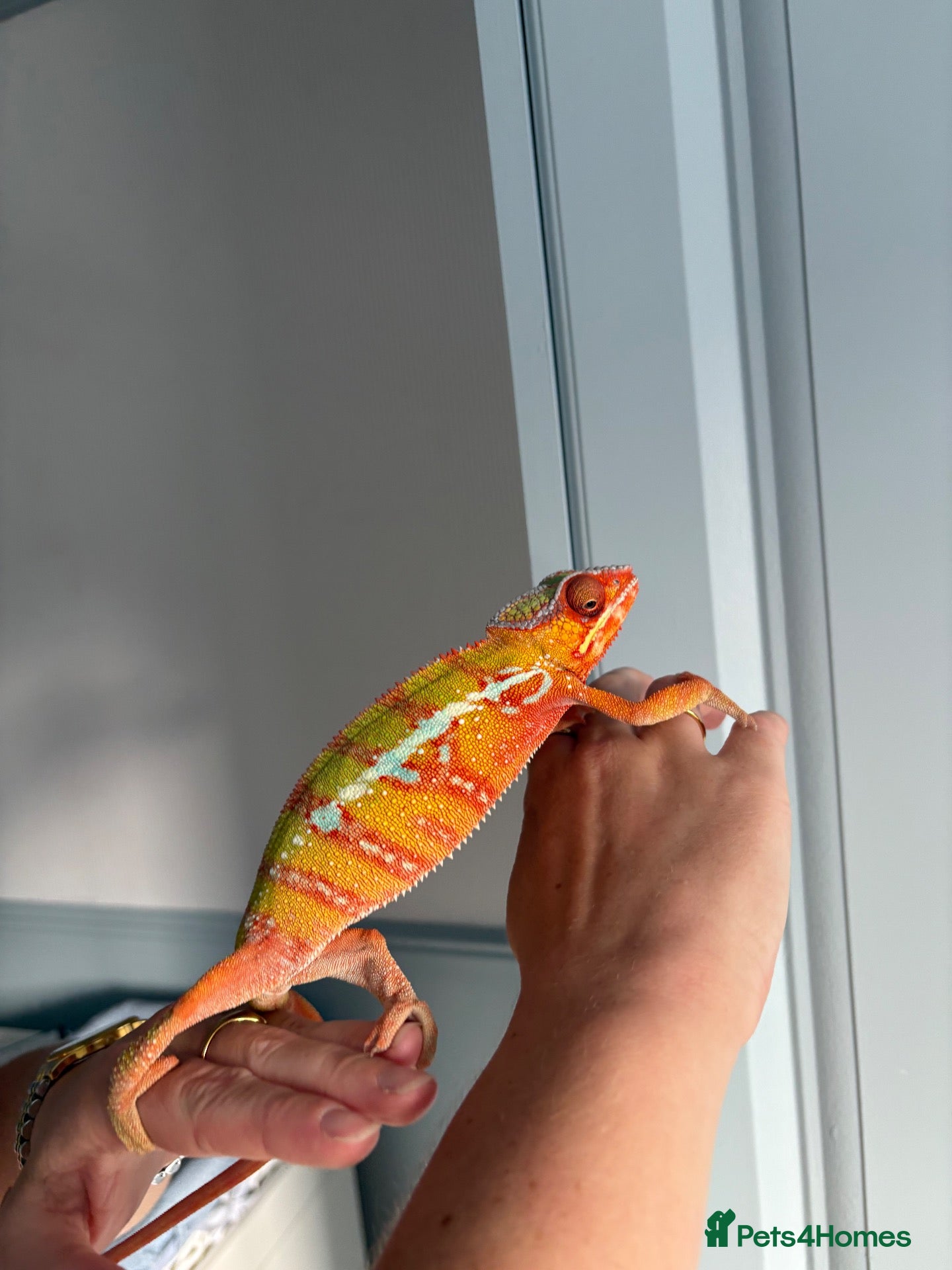 Chameleon reptiles Panther Chameleon and set up - Advert 3