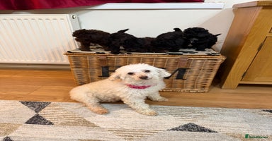 Toy Poodle dogs Stunning Toy Poodle Puppies For Sale - Advert 13