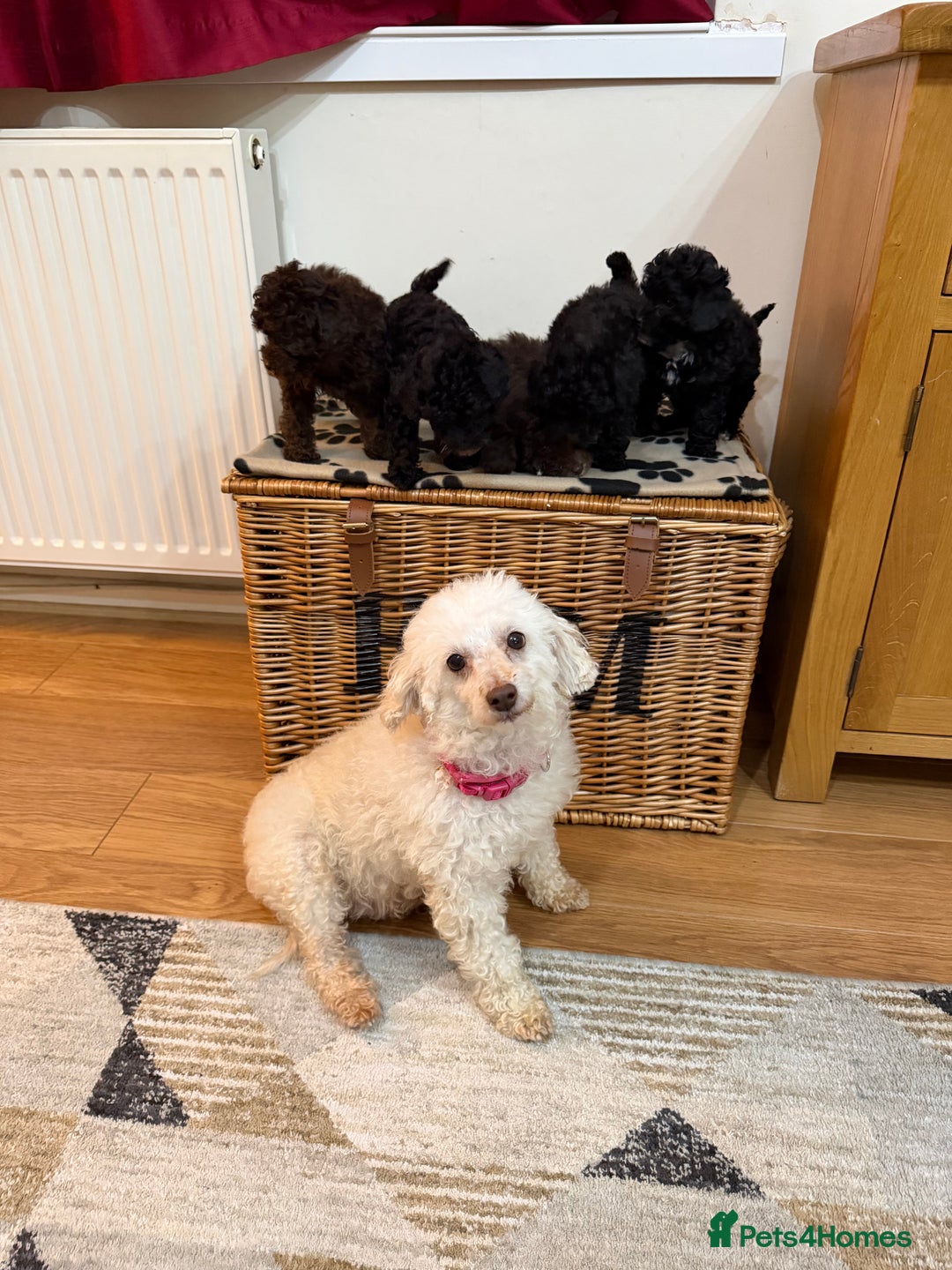 Toy Poodle dogs for sale: Stunning Toy Poodle Puppies For Sale - Advert 2