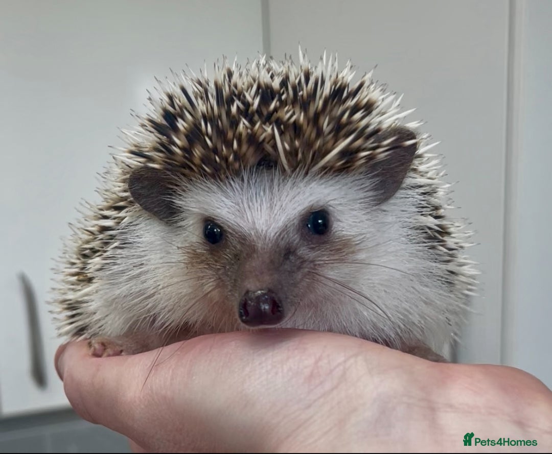 Pygmy Hedgehog rodents for sale: Lovely Young Adult Male African Pygmy Hedgehogs  - Advert 4