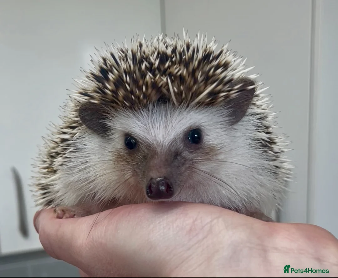 Pygmy Hedgehog rodents for sale: Lovely Young Adult Male African Pygmy Hedgehogs  - Advert 5