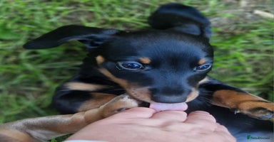 Dachshund dogs - Advert 5