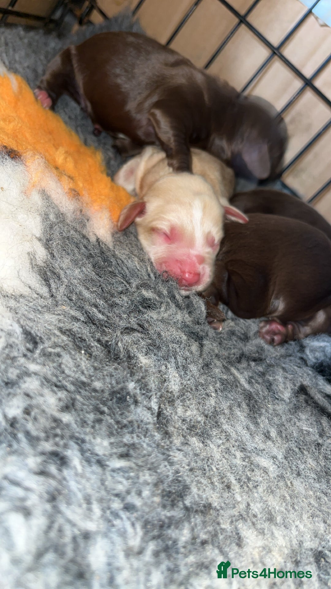 Cocker Spaniel dogs for sale: Beautiful cocker spaniel puppy’s  - Advert 4