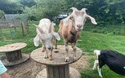 Goats livestock for sale: Boer Cross Dairy Nanny Goat Goatling Doeling - Image 2