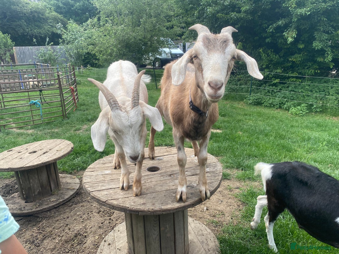 Goats livestock for sale: Boer Cross Dairy Nanny Goat Goatling Doeling - Image 2