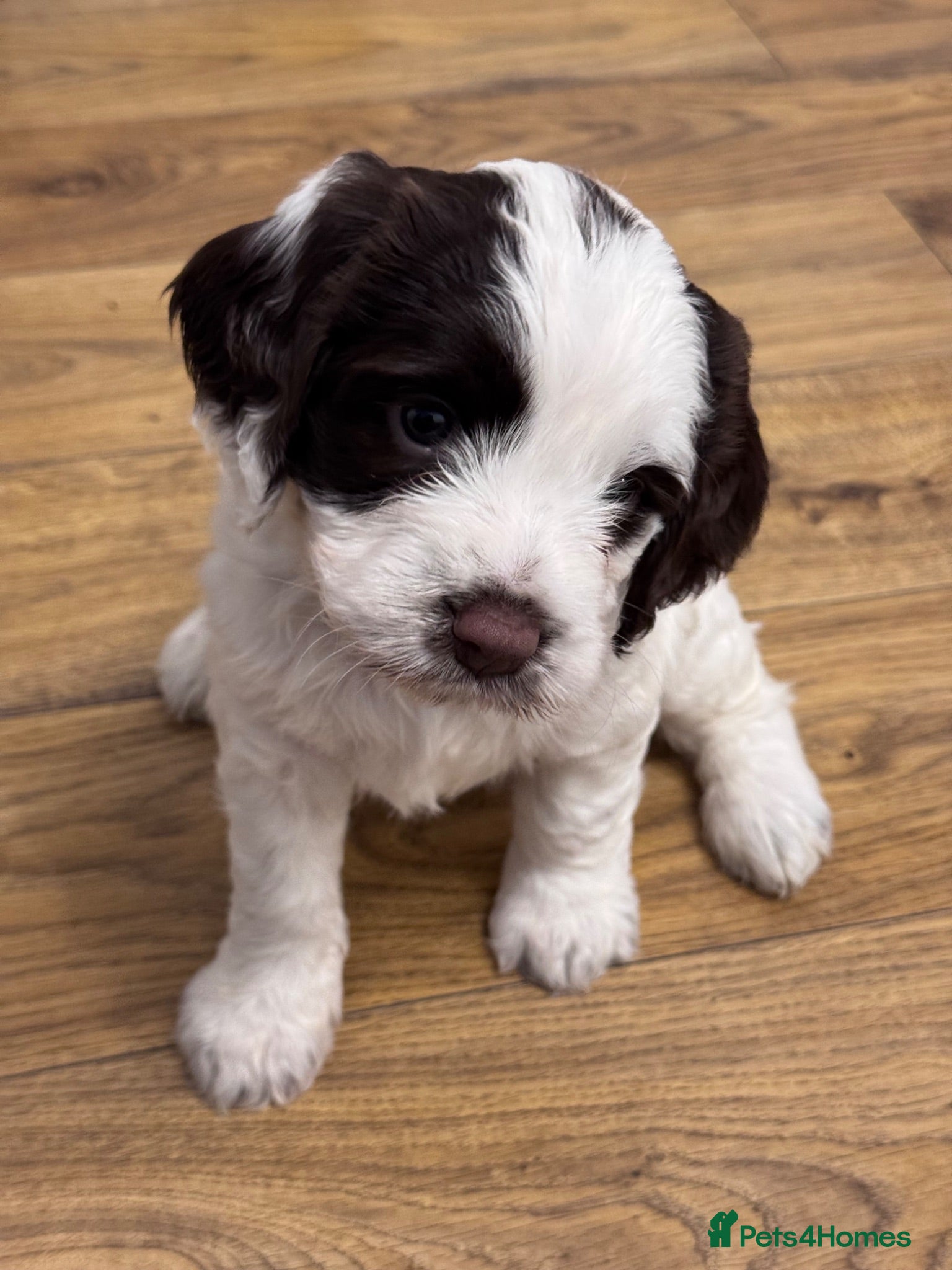 Mixed Breed dogs Last girl available  - Advert 12