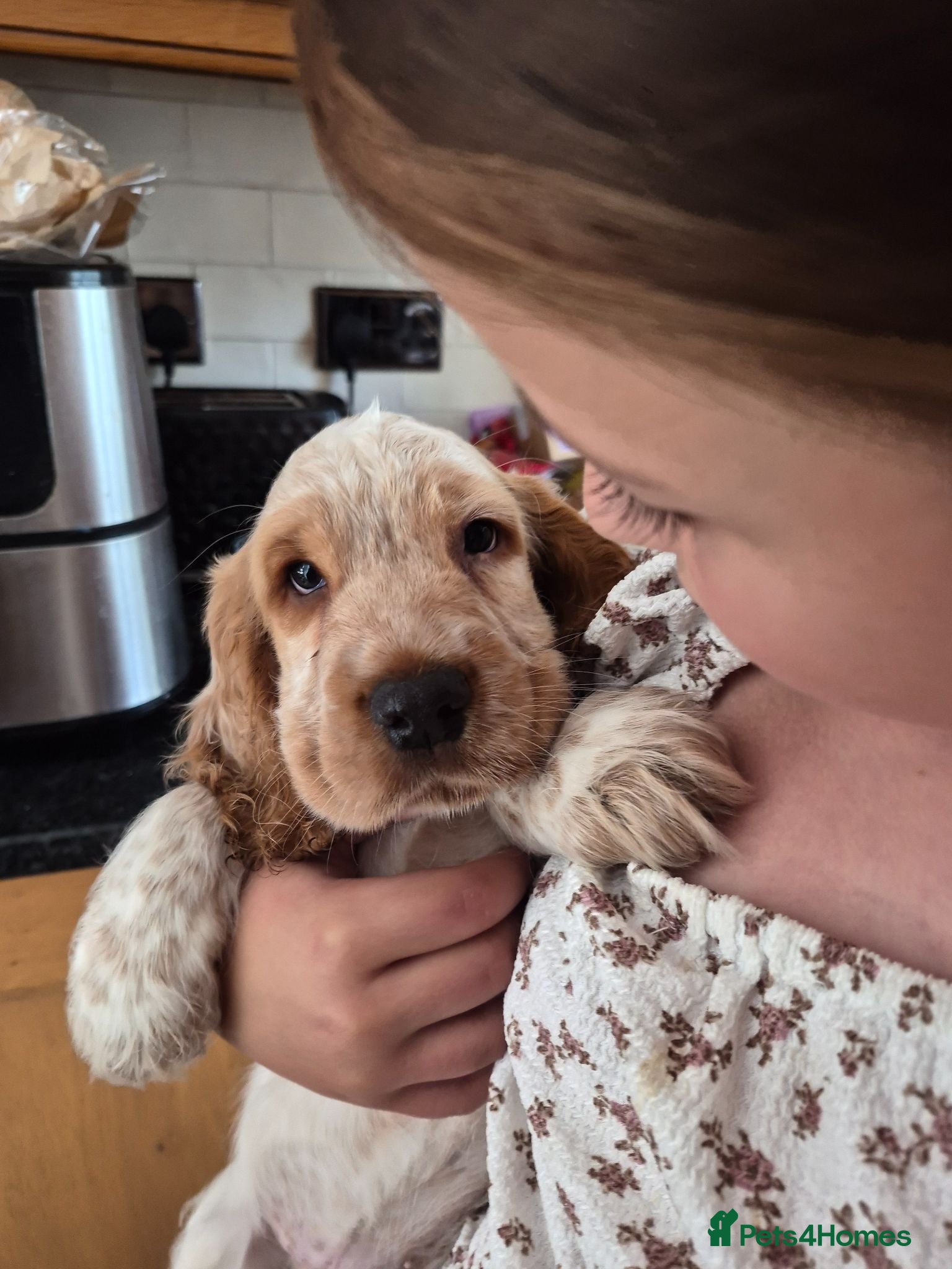 Cocker Spaniel dogs Show Cocker Spaniel - Advert 3