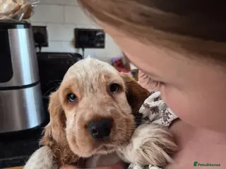 Cocker Spaniel dogs Show Cocker Spaniel - Advert 3