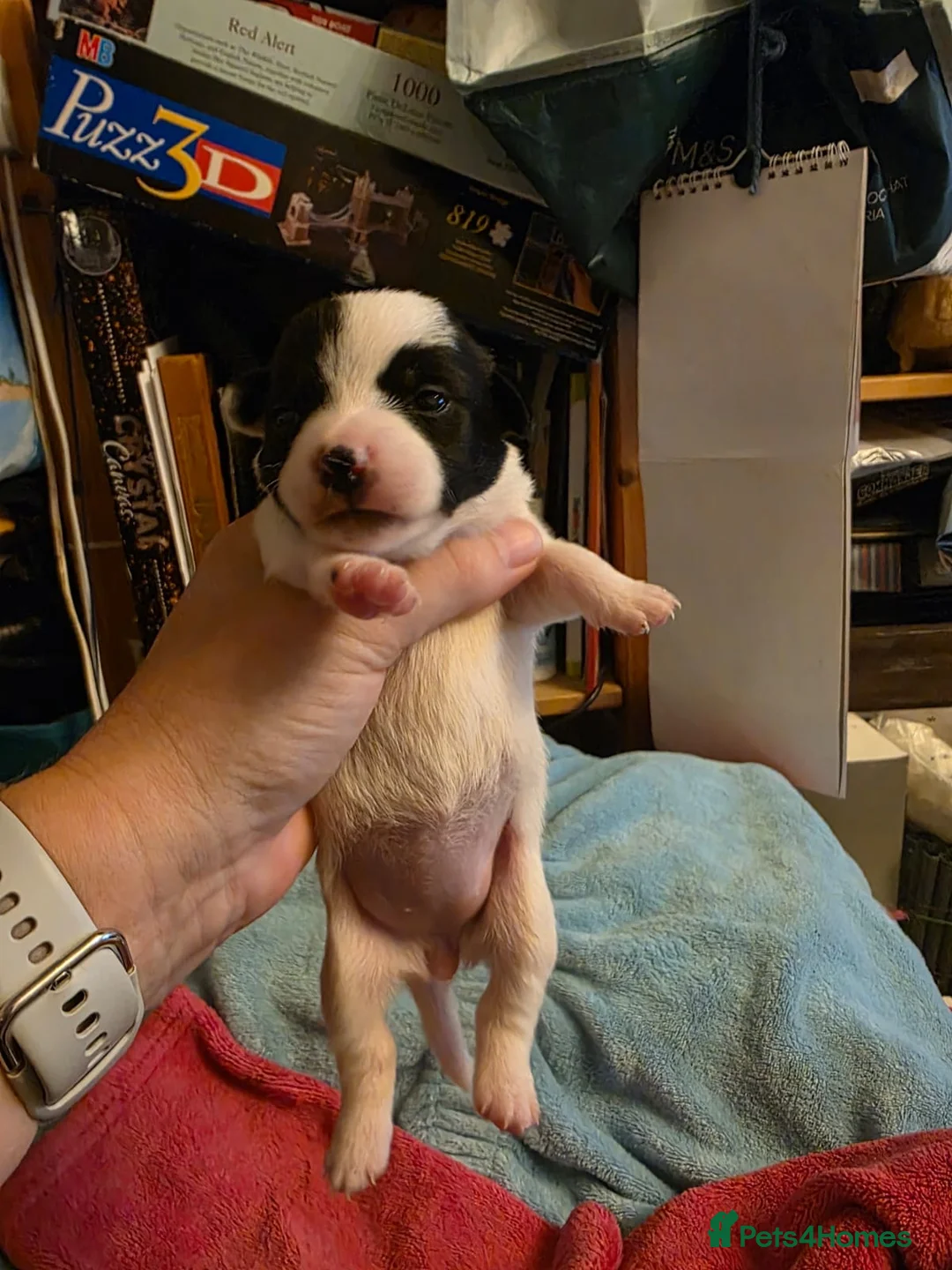 Jack Russell dogs for stud: Rusty stunning Jack Russell available for Stud in Sheffield - Advert 15