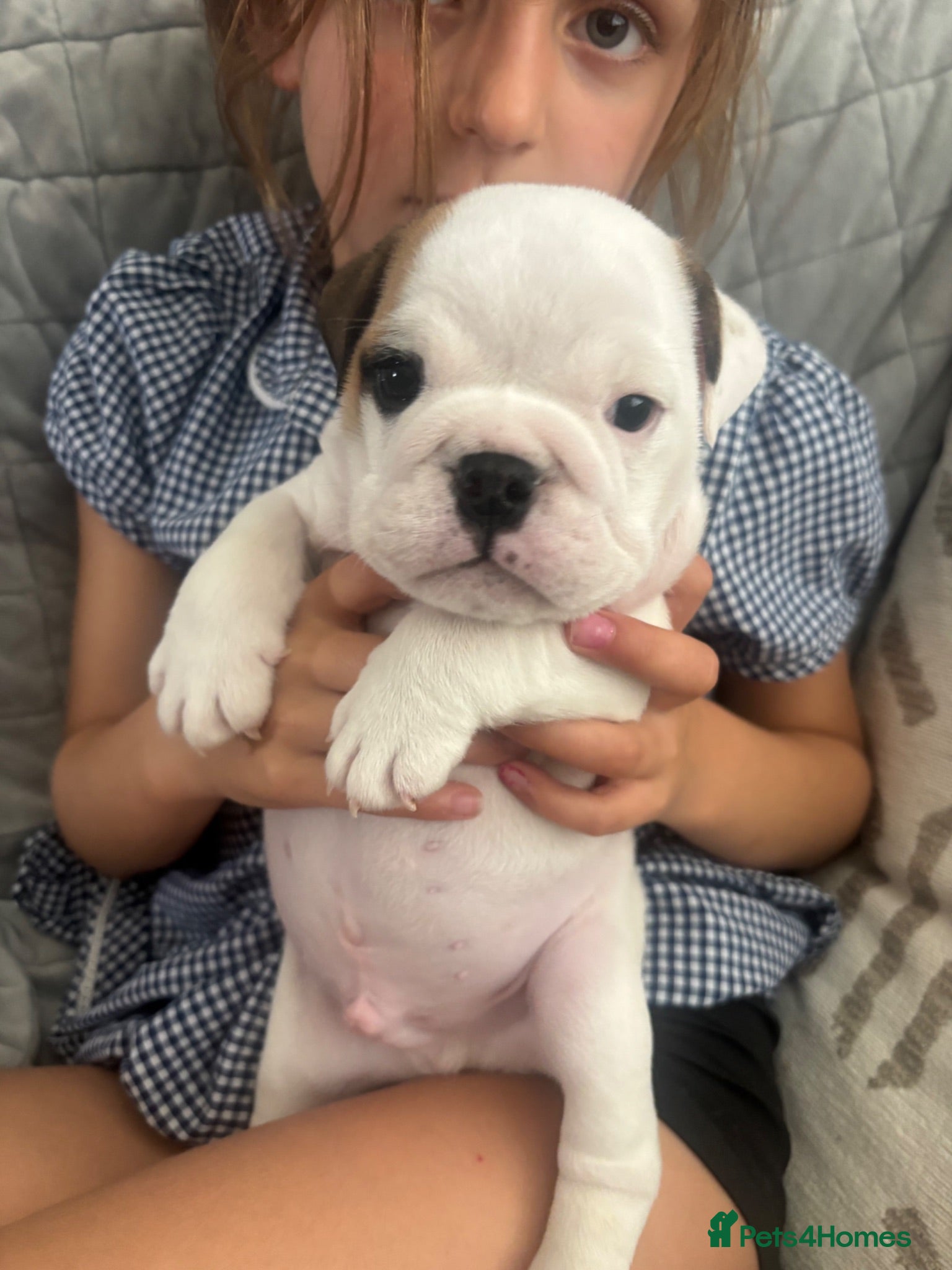 English Bulldog dogs Chunky English Bulldog Boys  - Advert 9