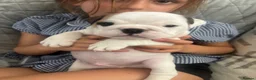 English Bulldog dogs for sale: Chunky English Bulldog Boys  - Advert 1