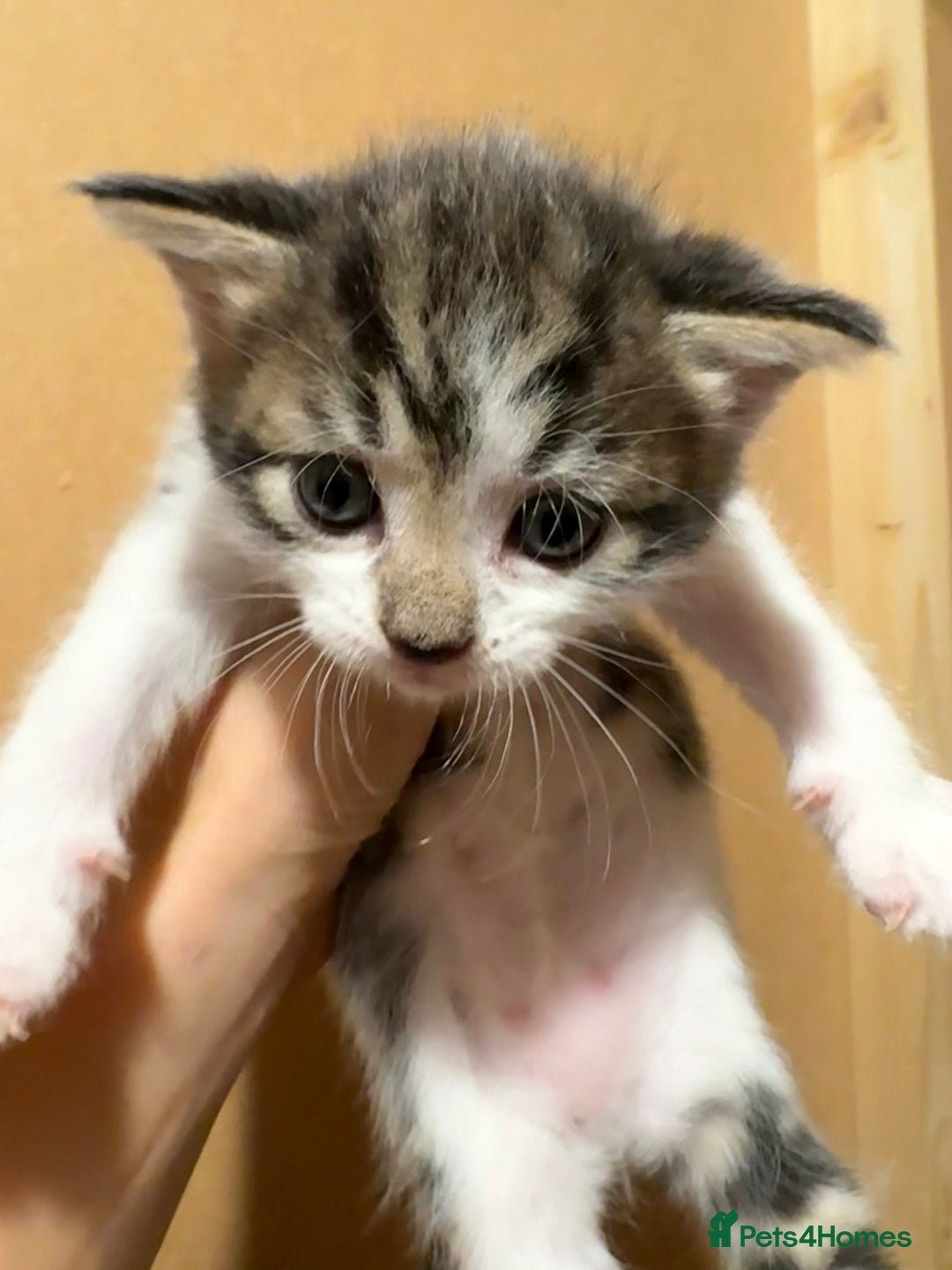 British Shorthair cats for sale: 1 boy and 1 girl - Advert 11