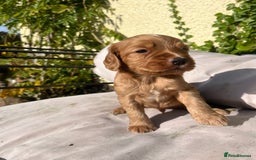Cocker Spaniel dogs for sale: KC registerd working cocker spaniel puppies - Image 5
