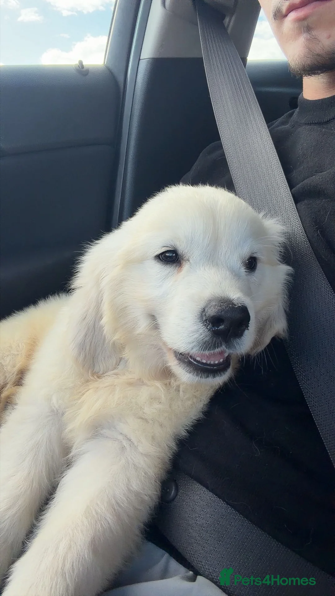 Golden Retriever dogs for sale: 10 week puppy - Advert 1