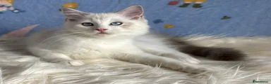 Ragdoll 4