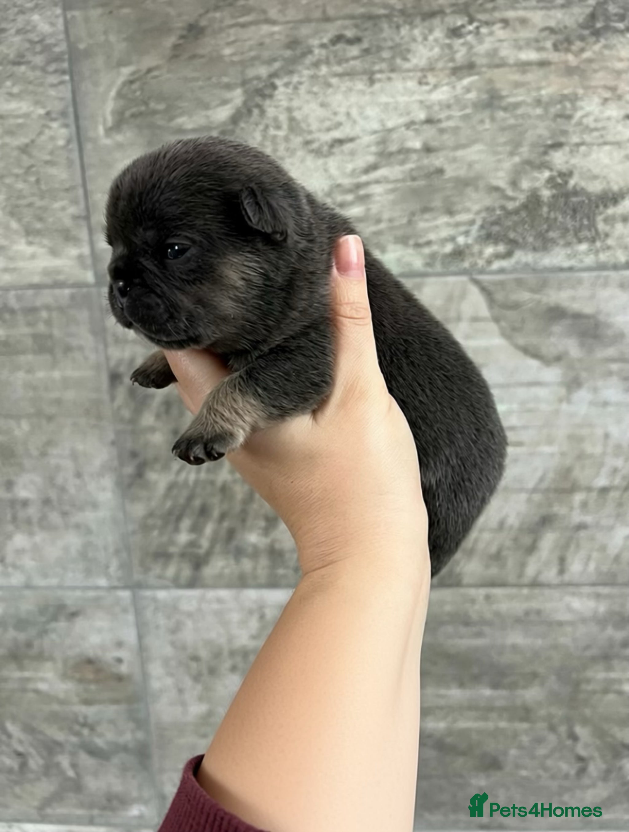 French Bulldog dogs Stunning Litter Of French Bulldog Puppies - Advert 3