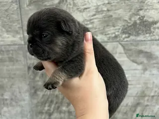 French Bulldog dogs Stunning Litter Of French Bulldog Puppies - Advert 3