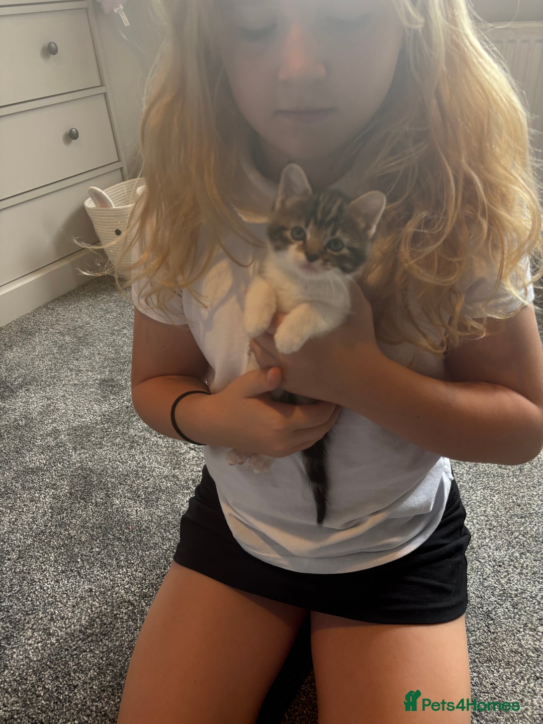 Mixed Breed cats for sale: 3 beautiful fluffy tabby boys  - Image 1
