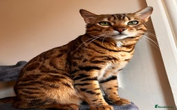 Bengal cats for sale: Salvador - bengal cat - Image 6