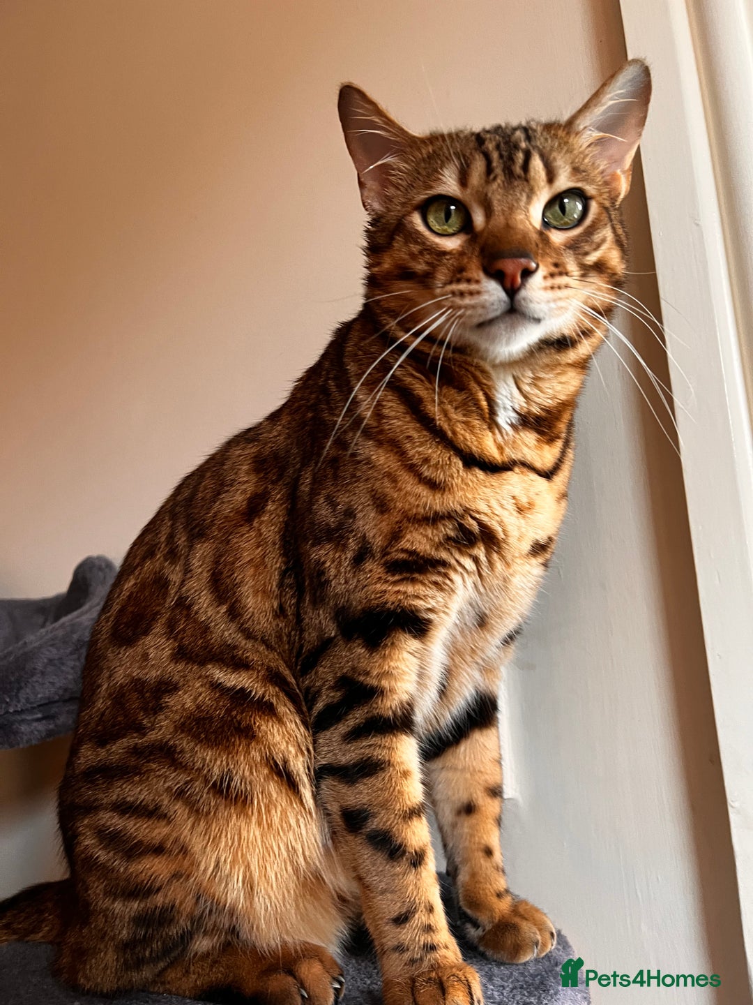 Bengal cats for sale: Salvador - bengal cat - Image 6