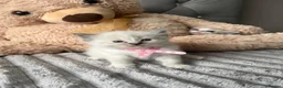 Ragdoll cats for sale: Registered Ragdoll Kittens for sale - Advert 5