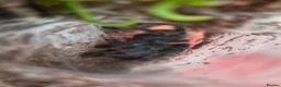 Tarantulas invertebrates for sale: various tarantulas for sale - Advert 2