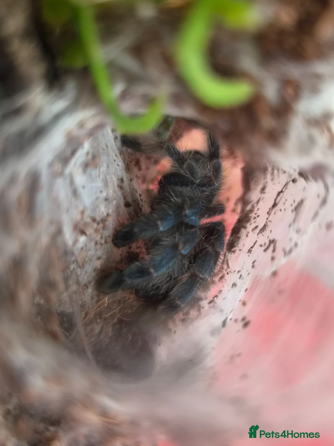 Tarantulas invertebrates for sale: various tarantulas for sale - Advert 2