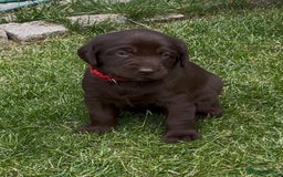 Labrador Retriever dogs for sale: Labrador puppies for sale  in Leicester - Image 6