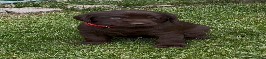Labrador Retriever Puppy 1