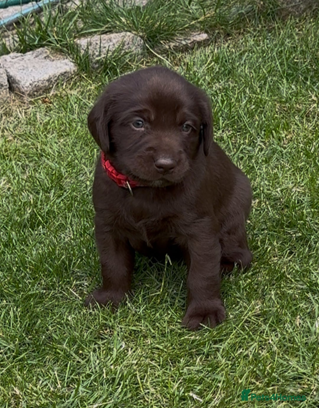 Labrador Retriever dogs for sale: Labrador puppies for sale  in Leicester - Image 6