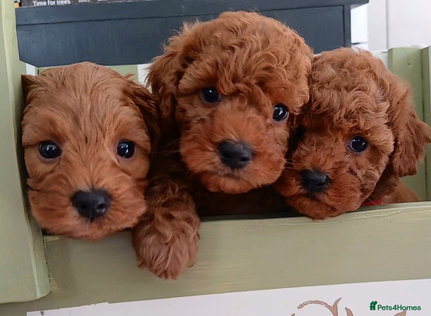 Cavapoo dogs Gorgeous Toy Cavapoo Puppies  - Advert 3