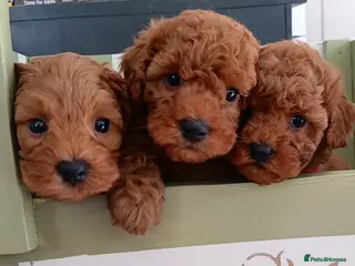Cavapoo dogs Gorgeous Toy Cavapoo Puppies - Advert 3