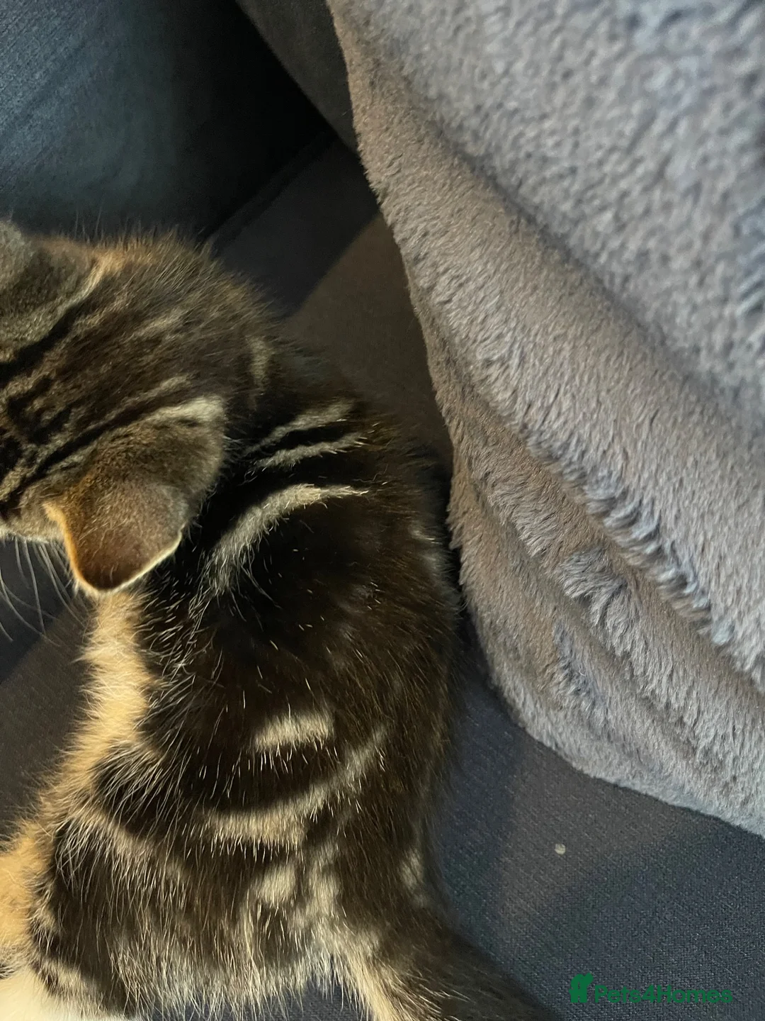 Mixed Breed cats for sale: Gorgeous Tabby Boy in Houghton le Spring - Advert 5