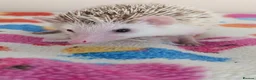 Pygmy Hedgehog rodents for sale: 10 Week Old Baby Hoglets REDUCED TO £220 - Advert 7