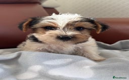 Mixed Breed dogs for sale: Yorkshire terrier/Jack Russell - Image 25